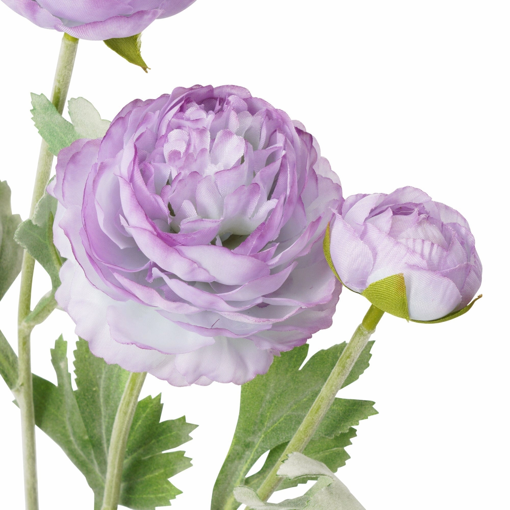 Art Flower Graceful Ranunculus Purple