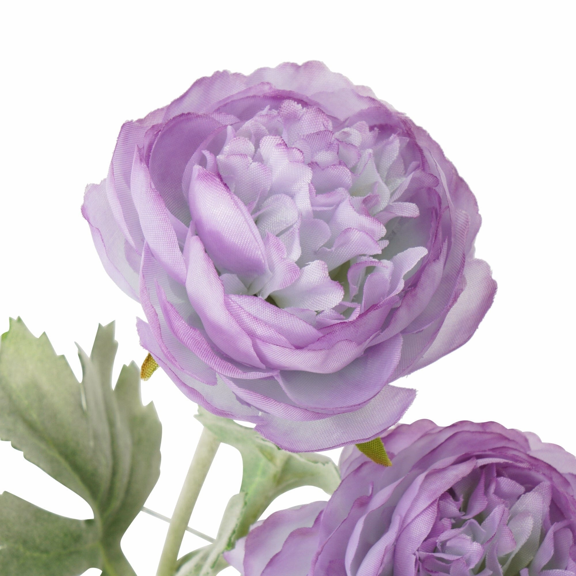 Art Flower Graceful Ranunculus Purple