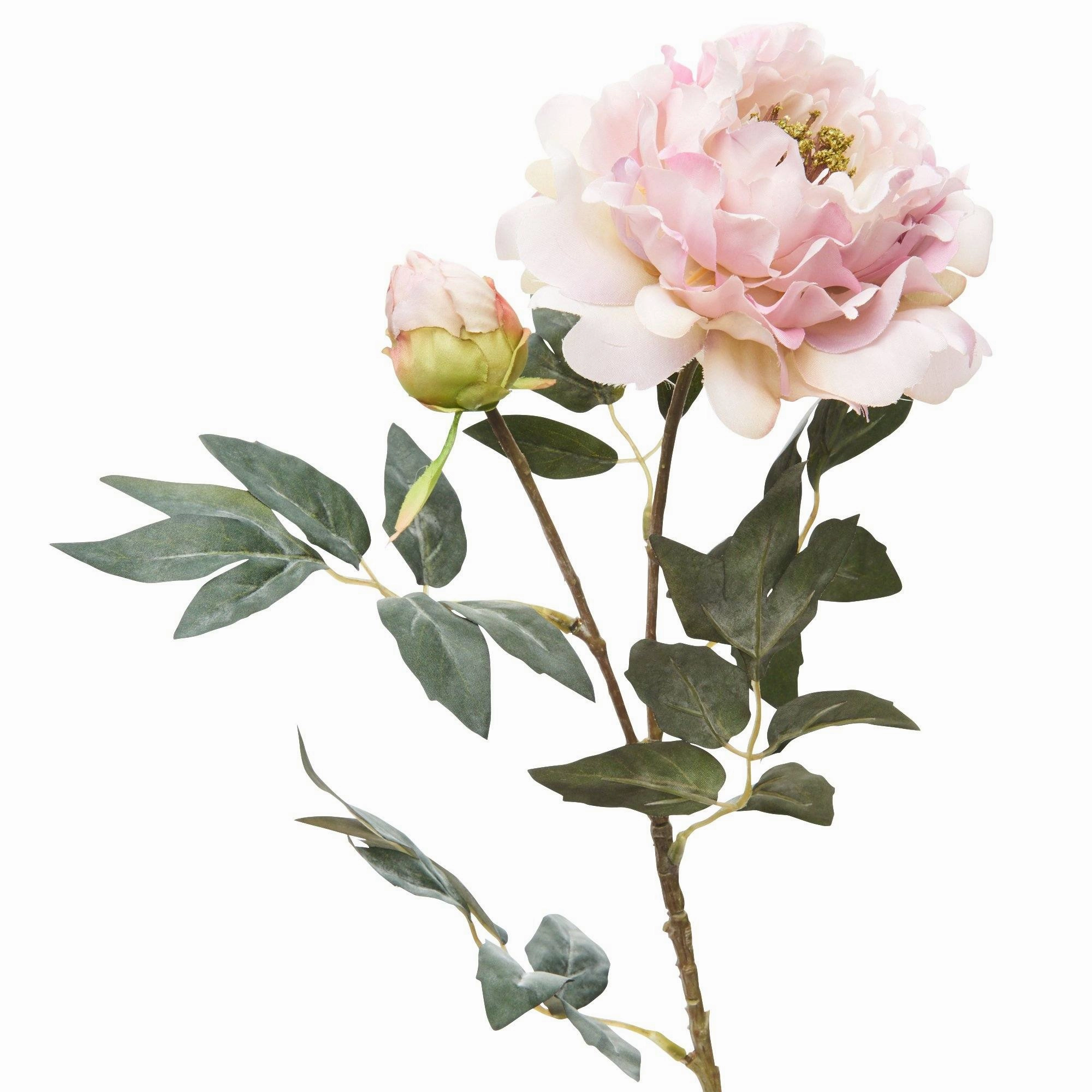 Art Flower Peony Pink