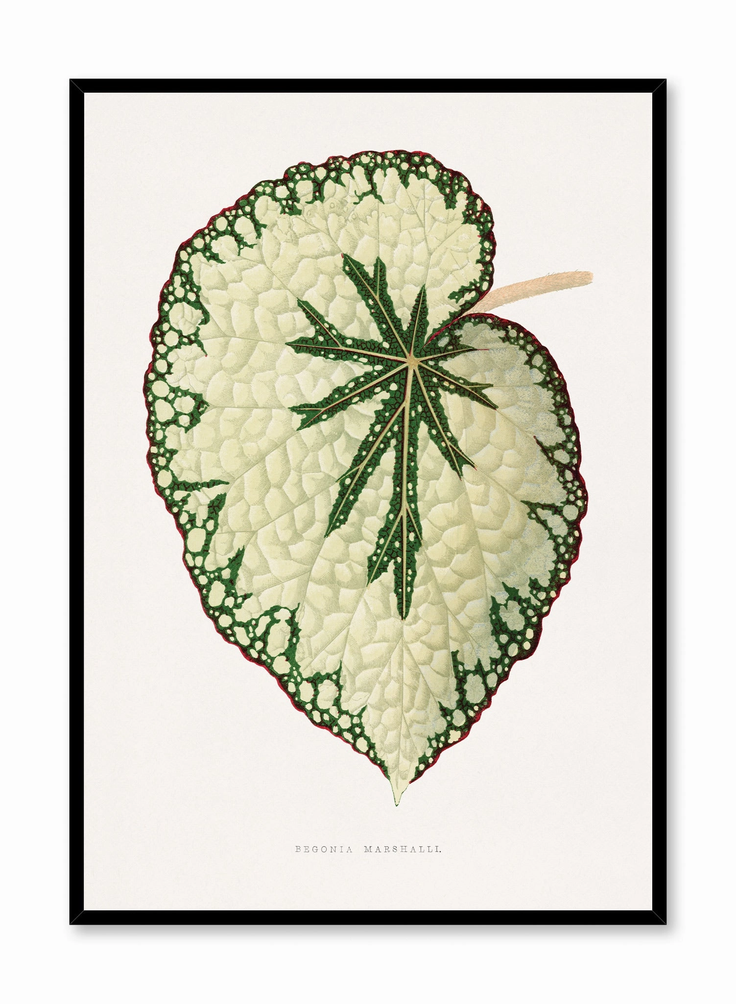 Beefsteak Begonia, Posterpop culture themed posters