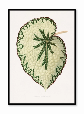 Beefsteak Begonia, Posterpop culture themed posters