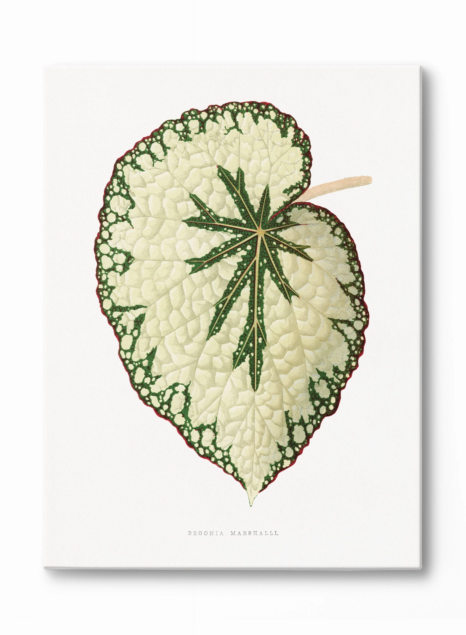Beefsteak Begonia, Poster