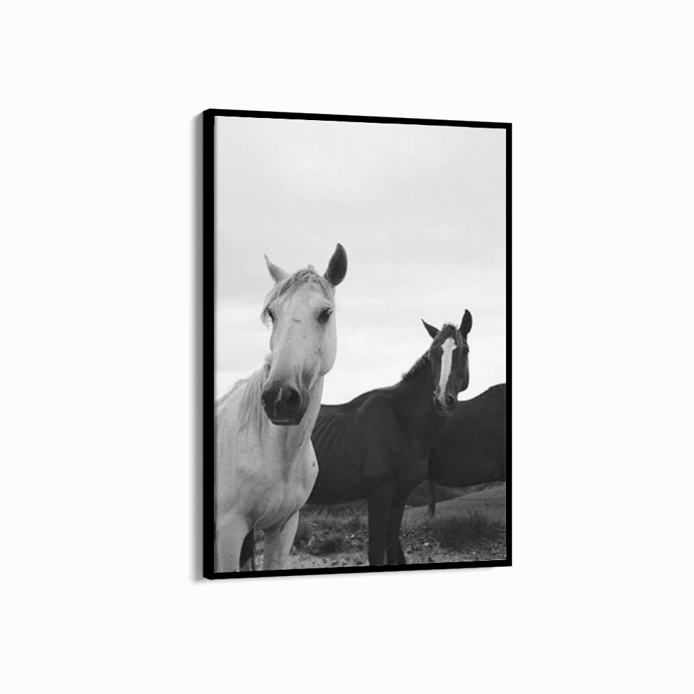 Black & White Stallions