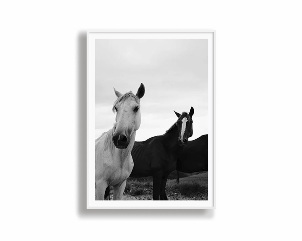 Black & White Stallions