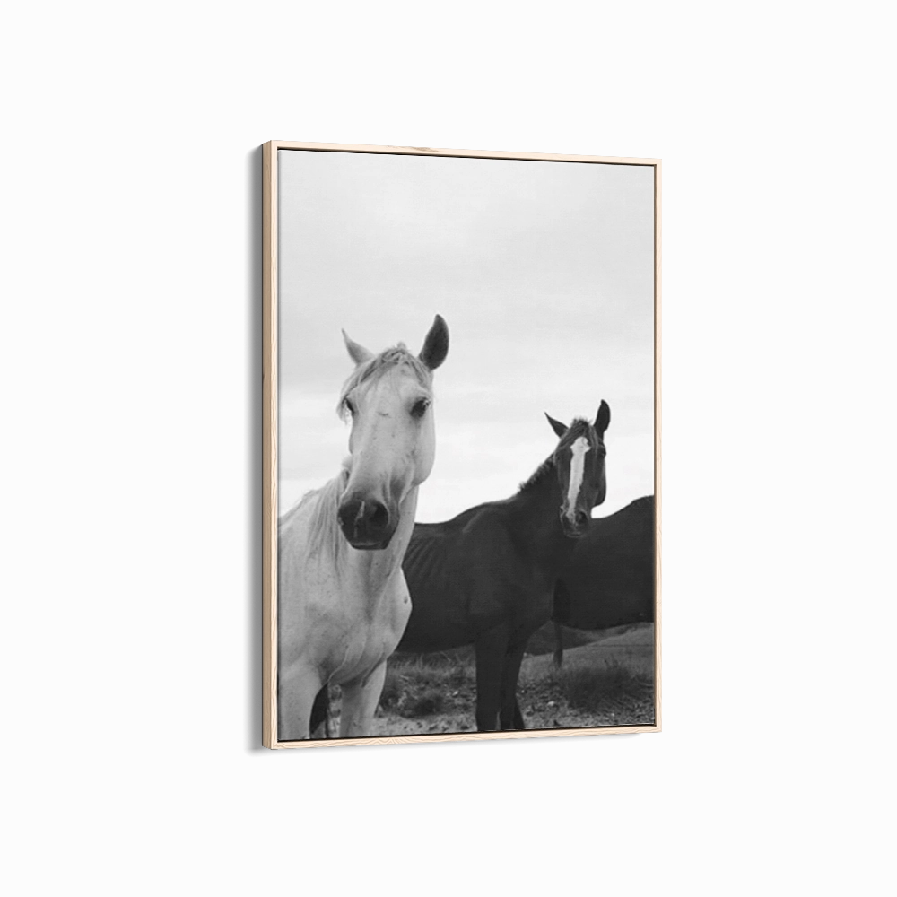 Black & White Stallions