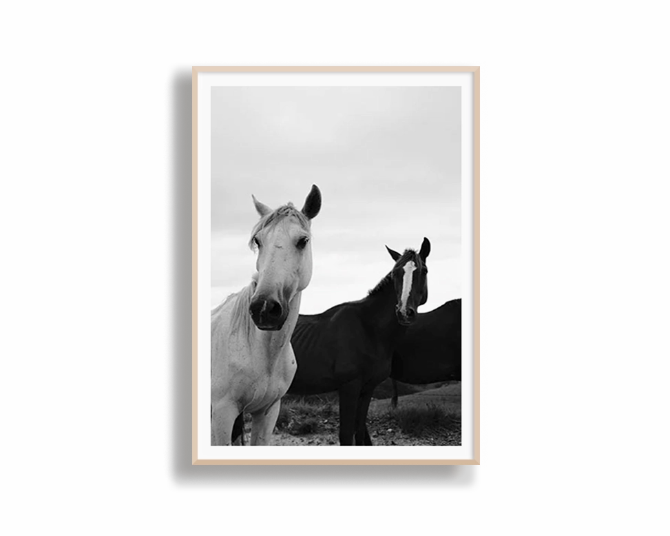 Black & White Stallions