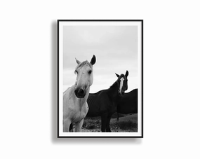 Black & White Stallionsnordic style wall decor