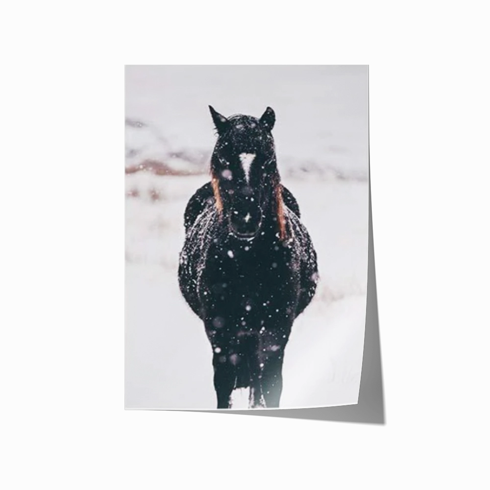 Black Brumby