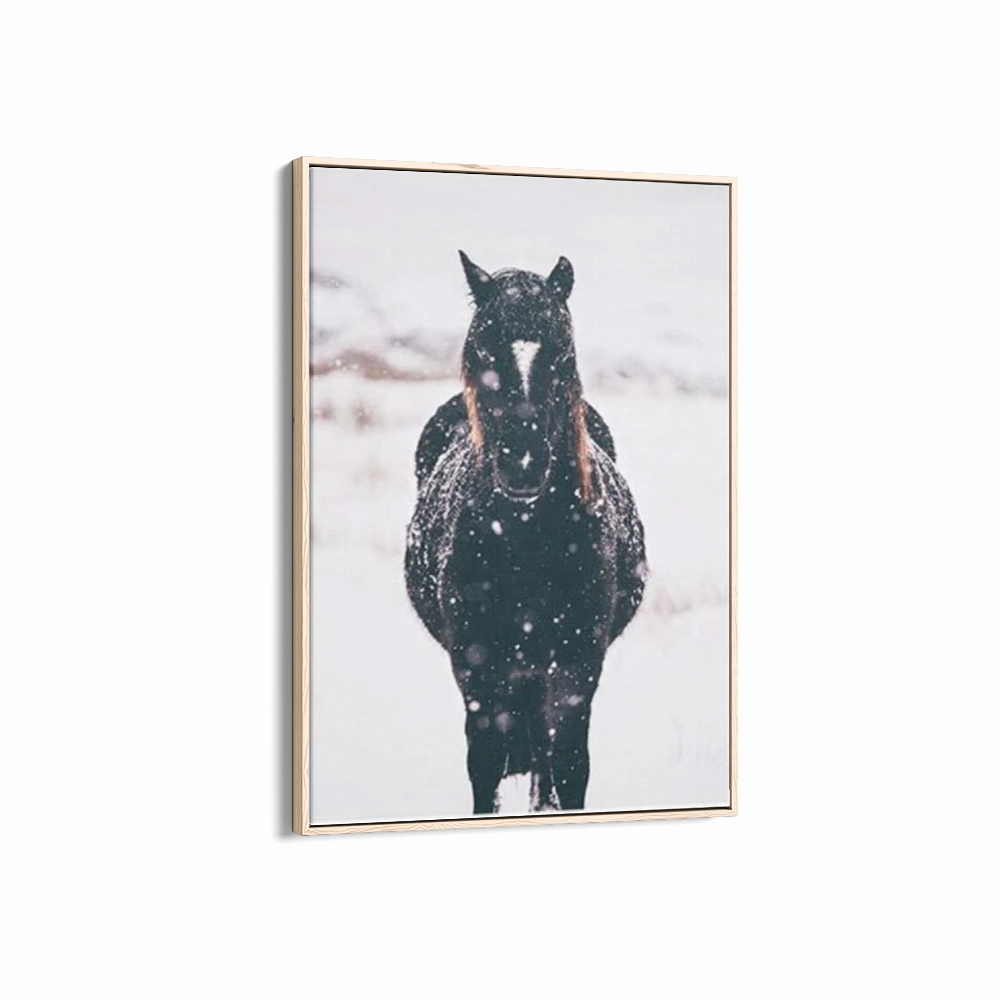 Black Brumby