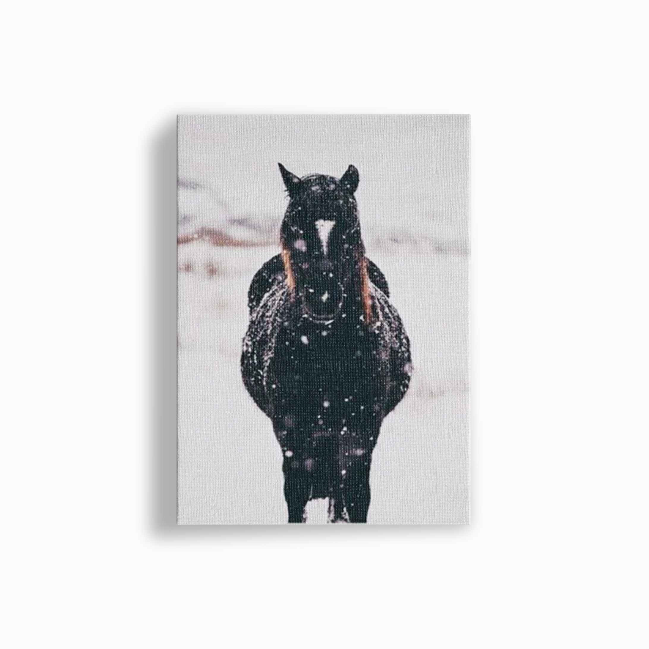 Black Brumby