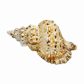 Bursa Bosa Frog Shell - 7"nordic style desktop ornaments
