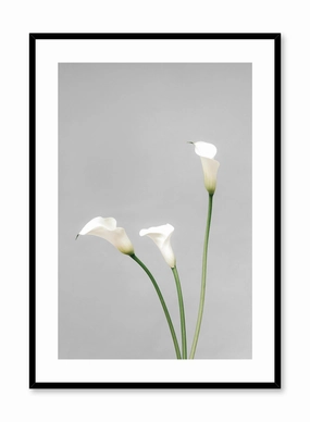 Calla Lilies, Posterpop culture themed posters