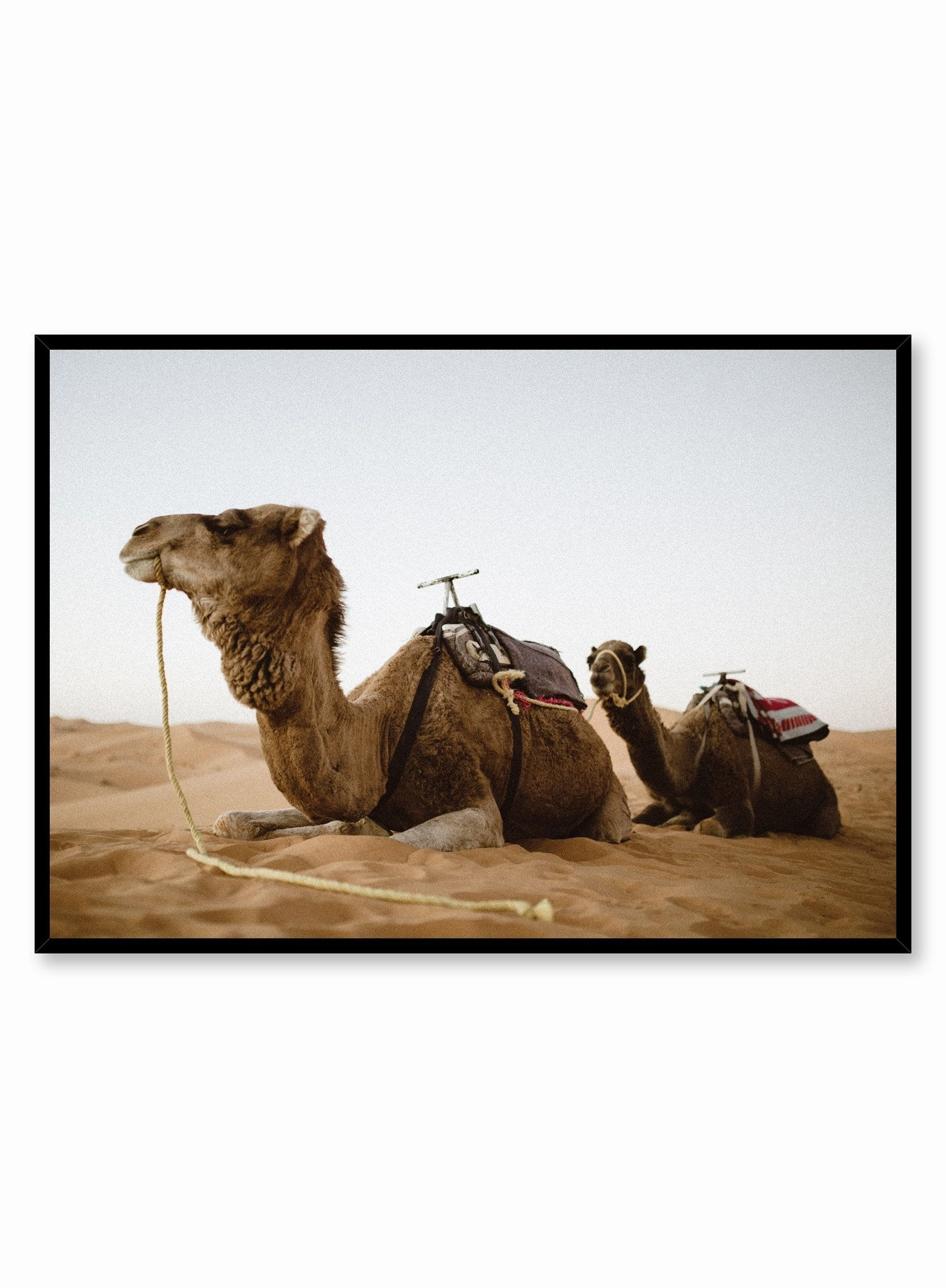 Camels, Posterpop culture themed posters