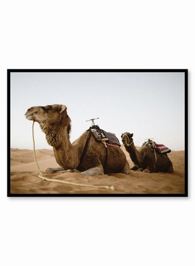 Camels, Posterpop culture themed posters