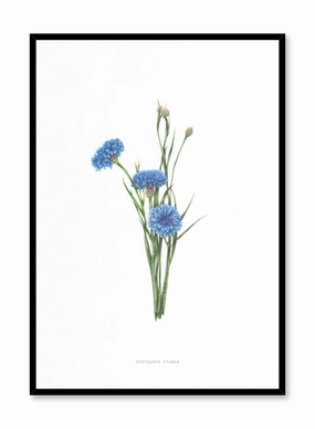 Centaurea Cyanus, Posterpop culture themed posters