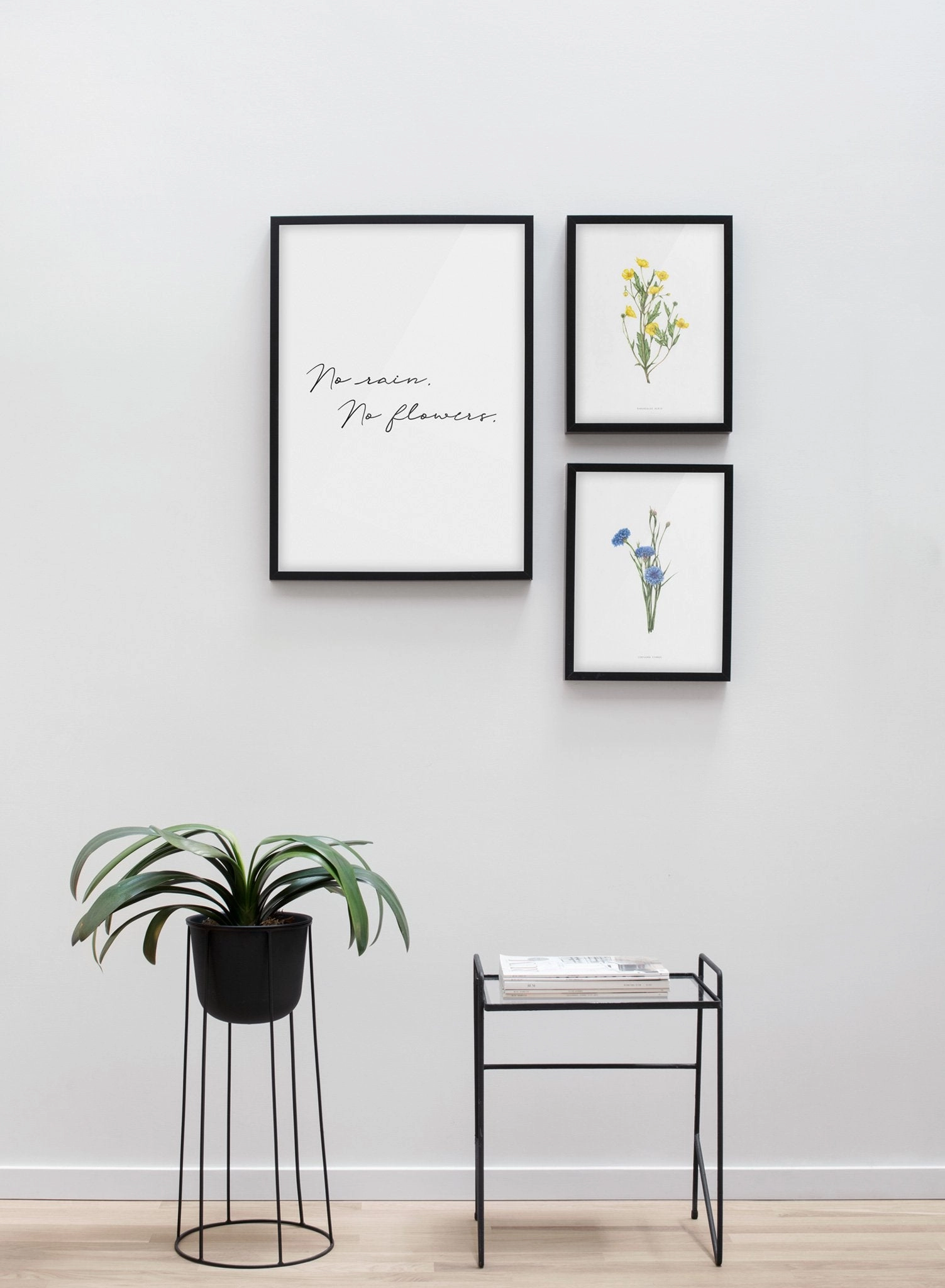 Centaurea Cyanus, Poster