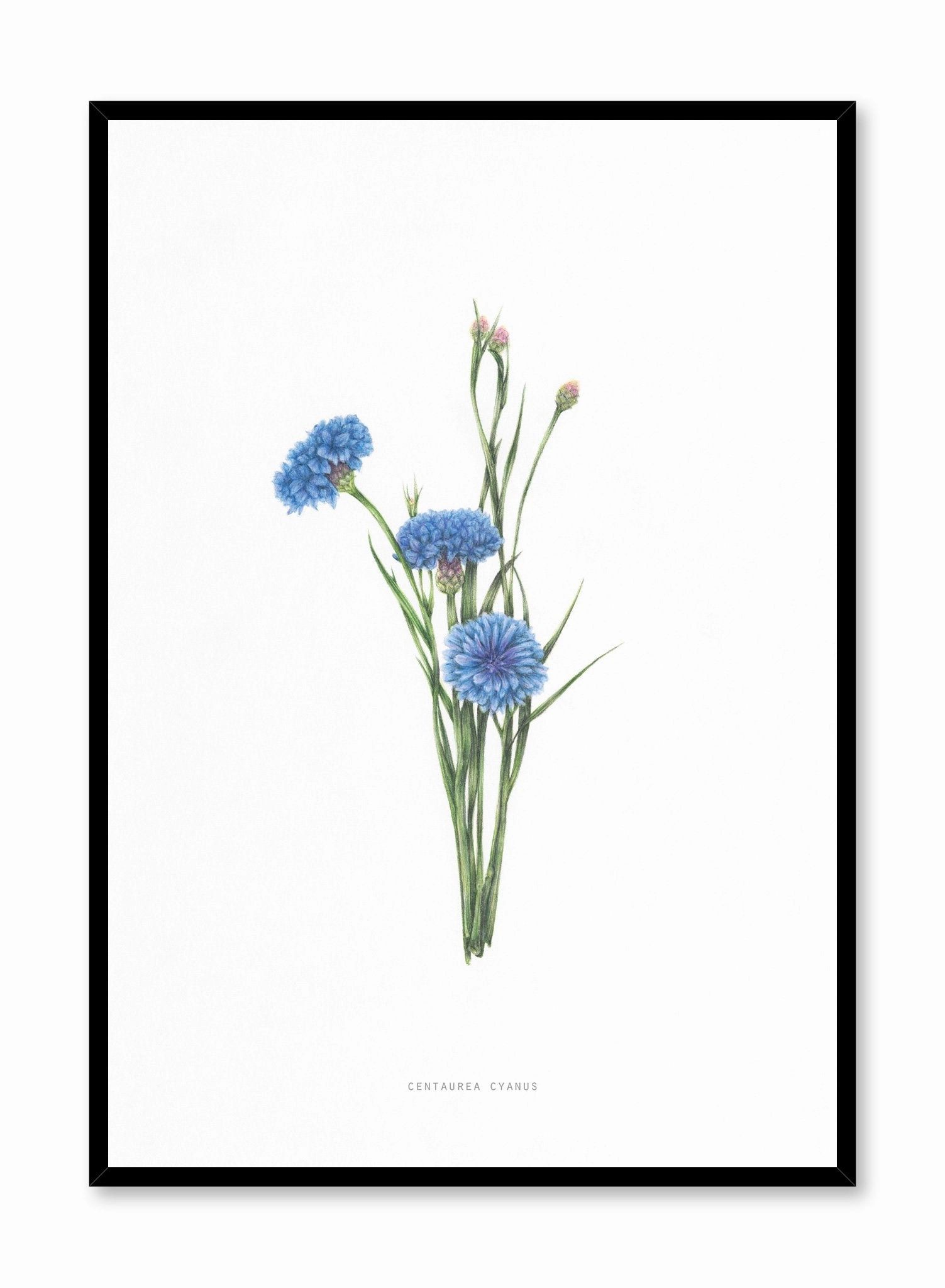 Centaurea Cyanus, Posterpop culture themed posters