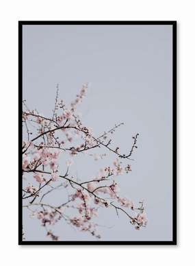 Cherry Blossoms, Posterpop culture themed posters