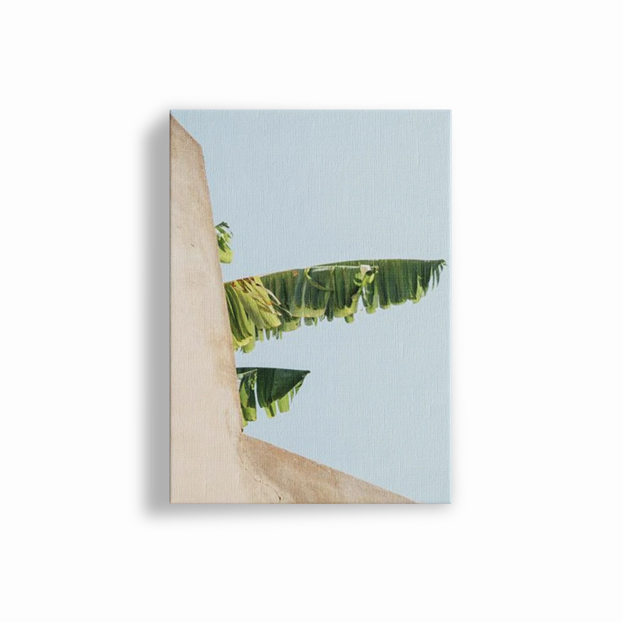 Creeping Palm