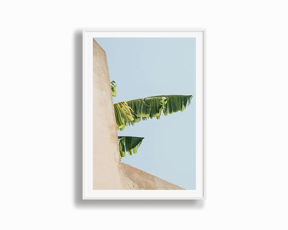 Creeping Palm
