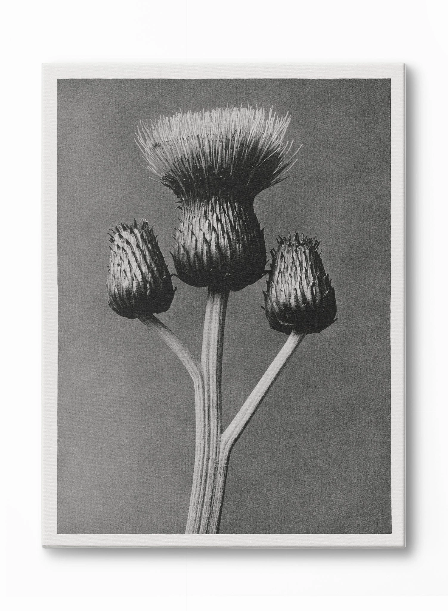 Dark Thistle, Canvasindoor decorative canvas print