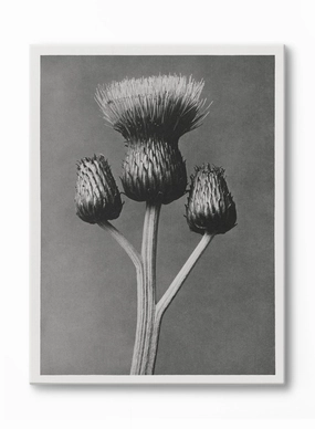 Dark Thistle, Canvasindoor decorative canvas print
