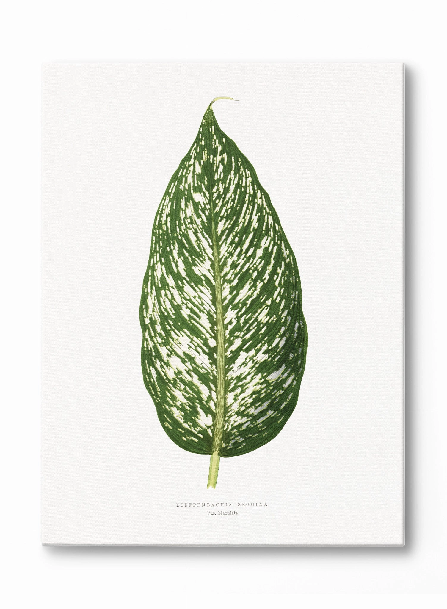 Dieffenbachia, Canvasindoor decorative canvas print
