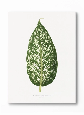 Dieffenbachia, Canvasindoor decorative canvas print