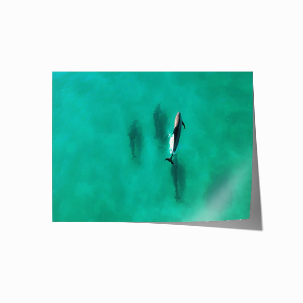 Dolphin Diving