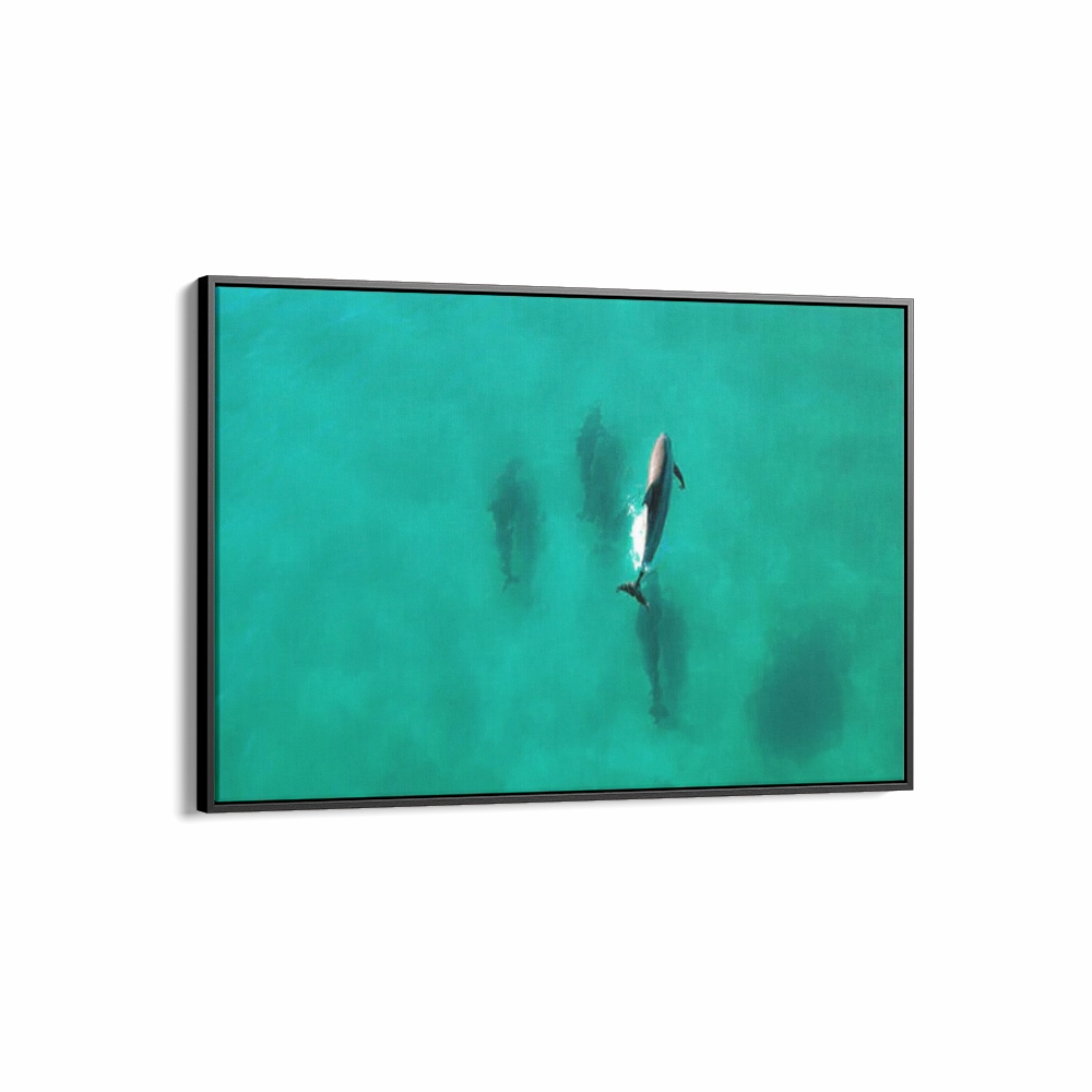 Dolphin Diving