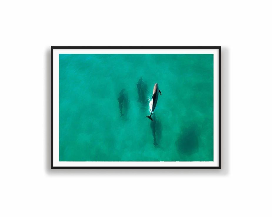 Dolphin Divingmodern abstract painting decor