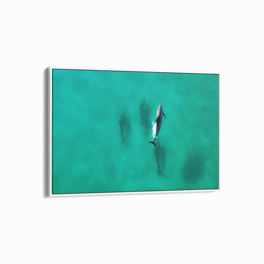 Dolphin Diving