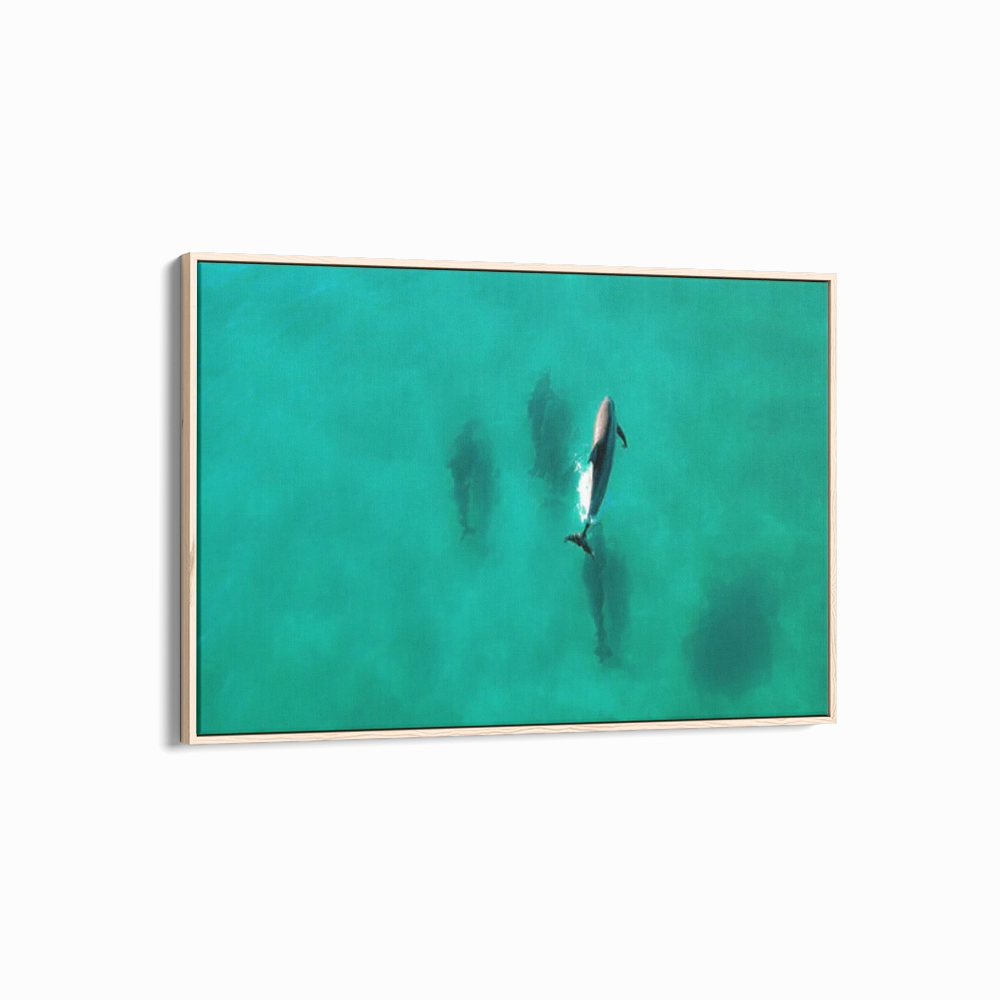 Dolphin Diving