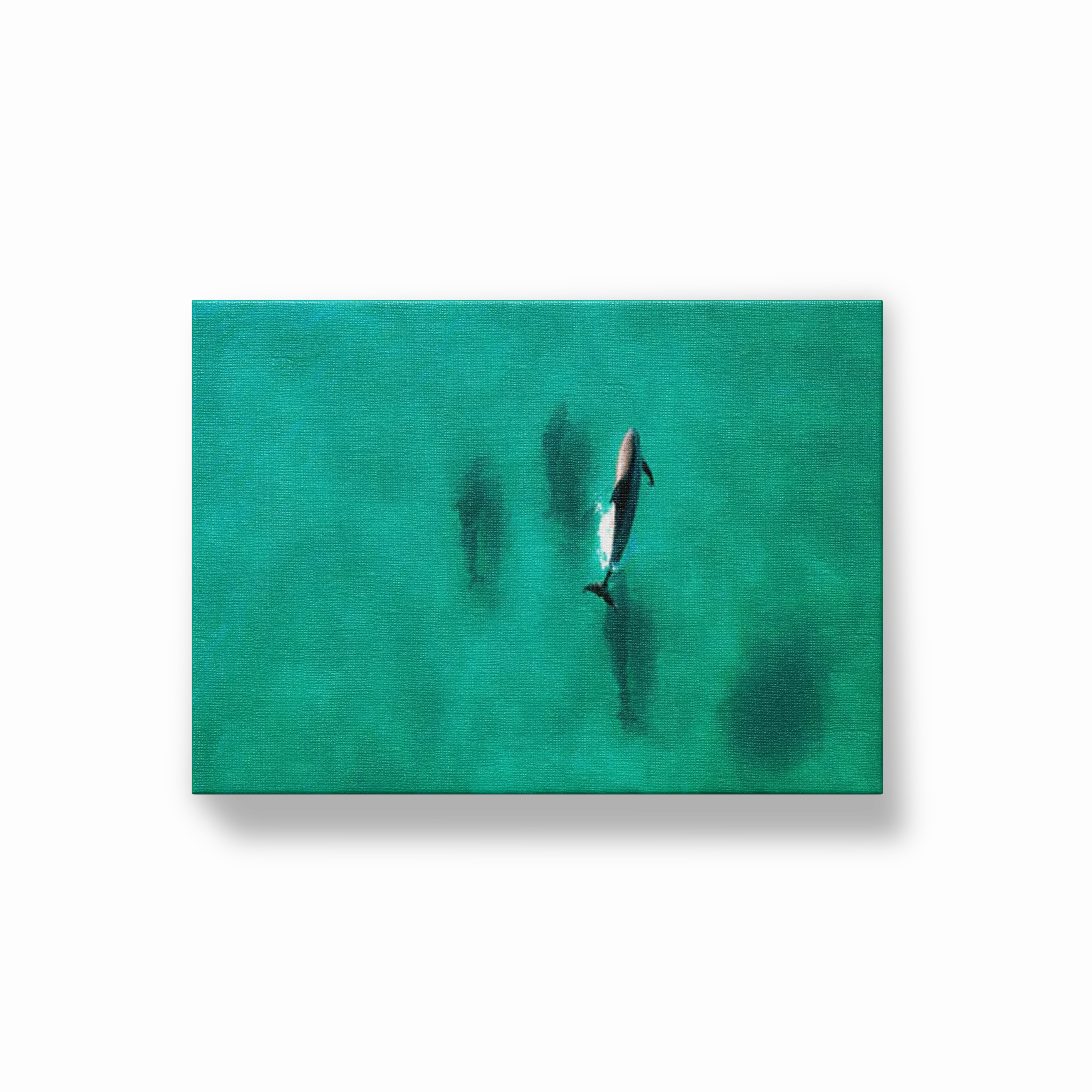 Dolphin Diving
