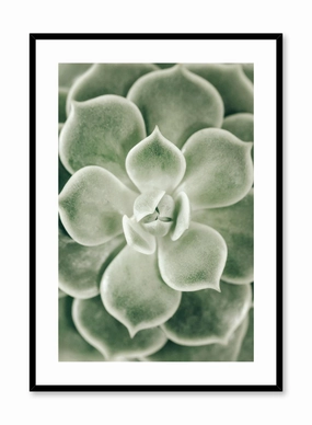 Echevaria, Posterpop culture themed posters
