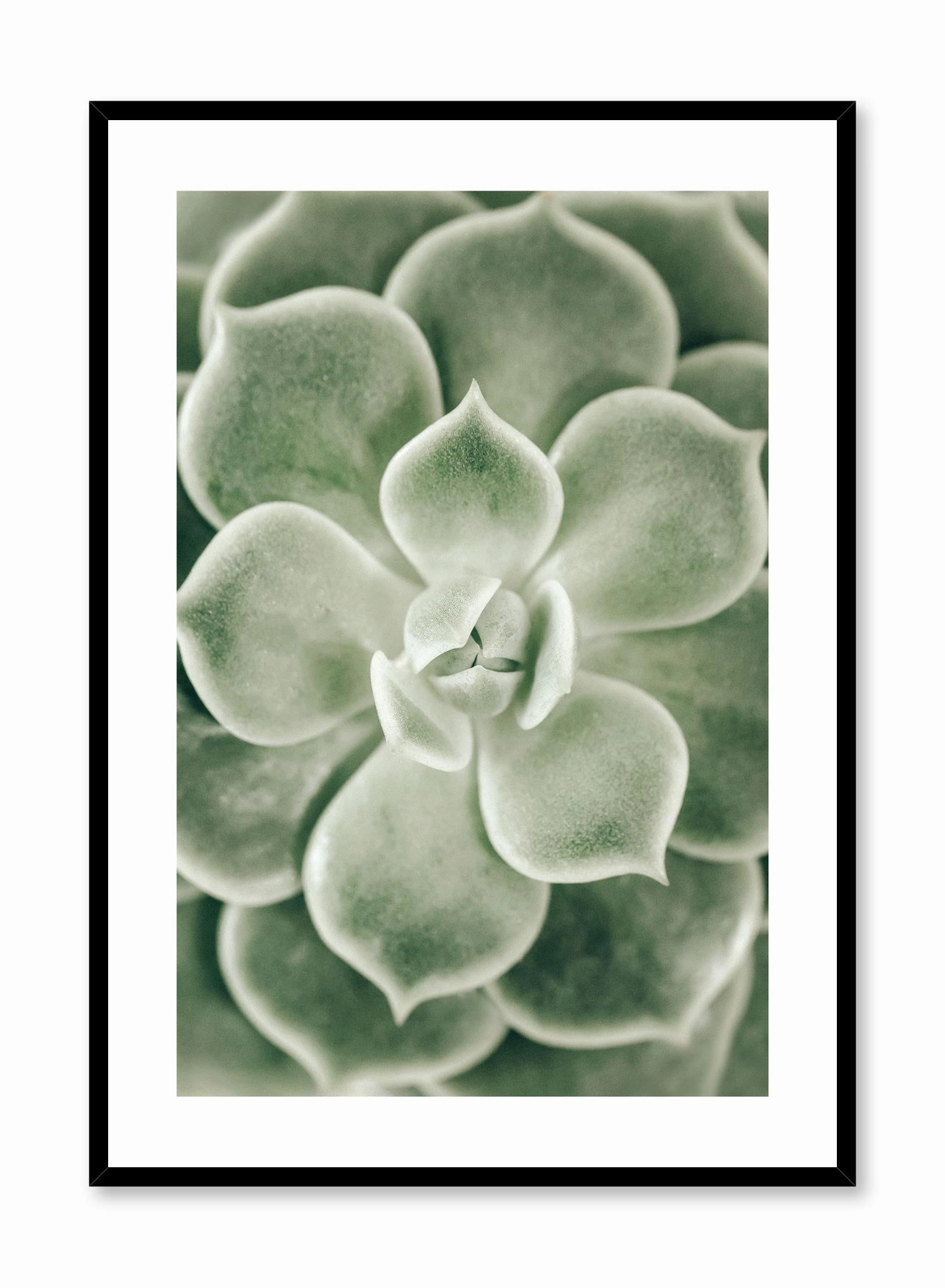 Echevaria, Posterpop culture themed posters