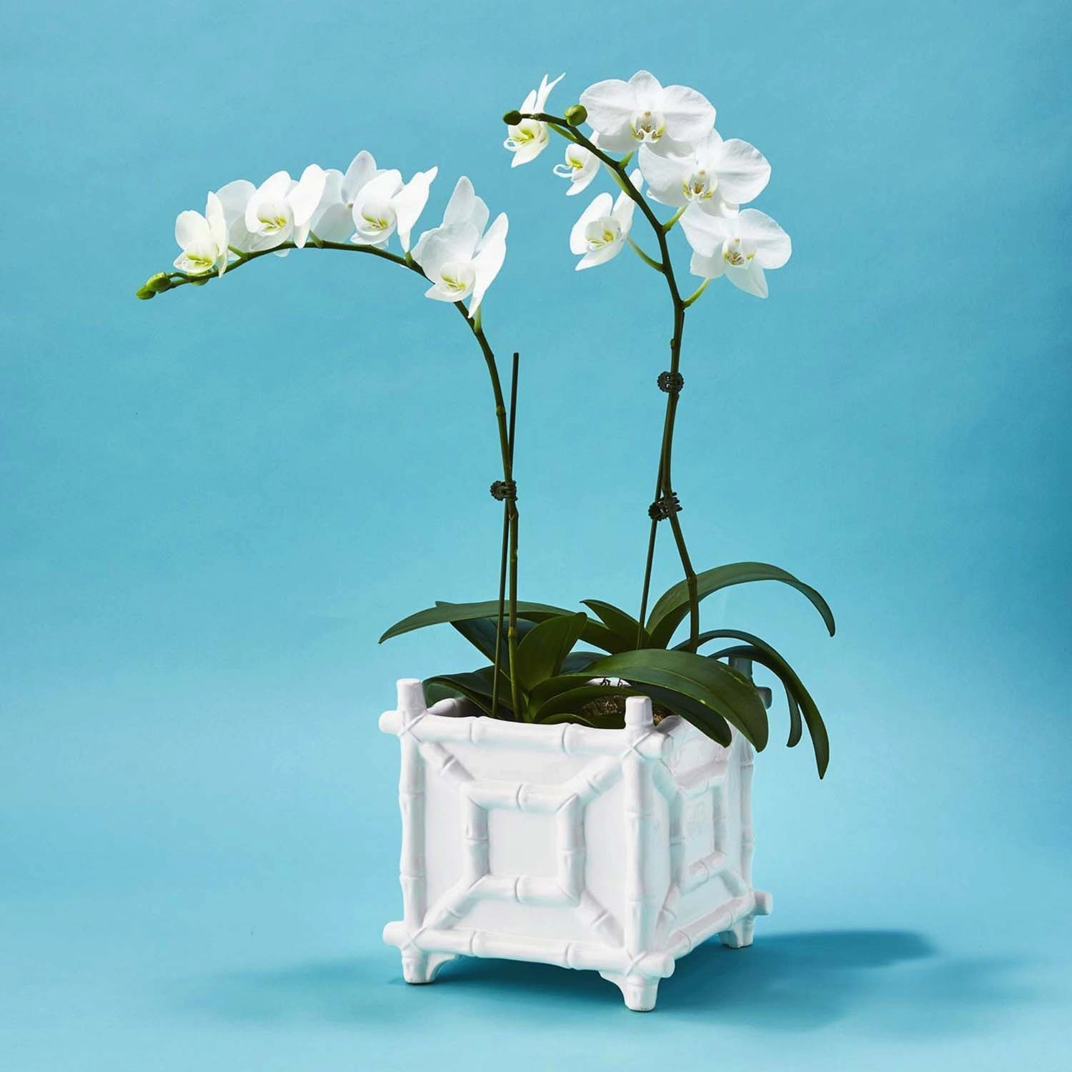 Faux Bamboo Cachepot