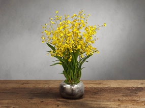 Faux Dancing Orchid in Artisanal in Pothome decor ,wall decor 