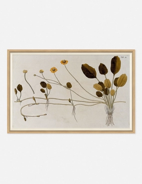 Flowering Plants II Wall Art by Franz Anton Von Scheidlnordic style wall decor