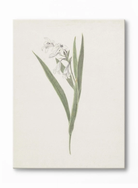 Fresia, Canvasindoor decorative canvas print