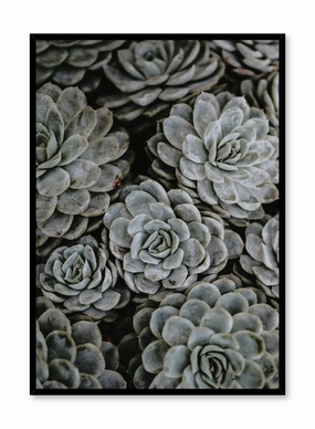 Group of Succulents, Posterpop culture themed posters