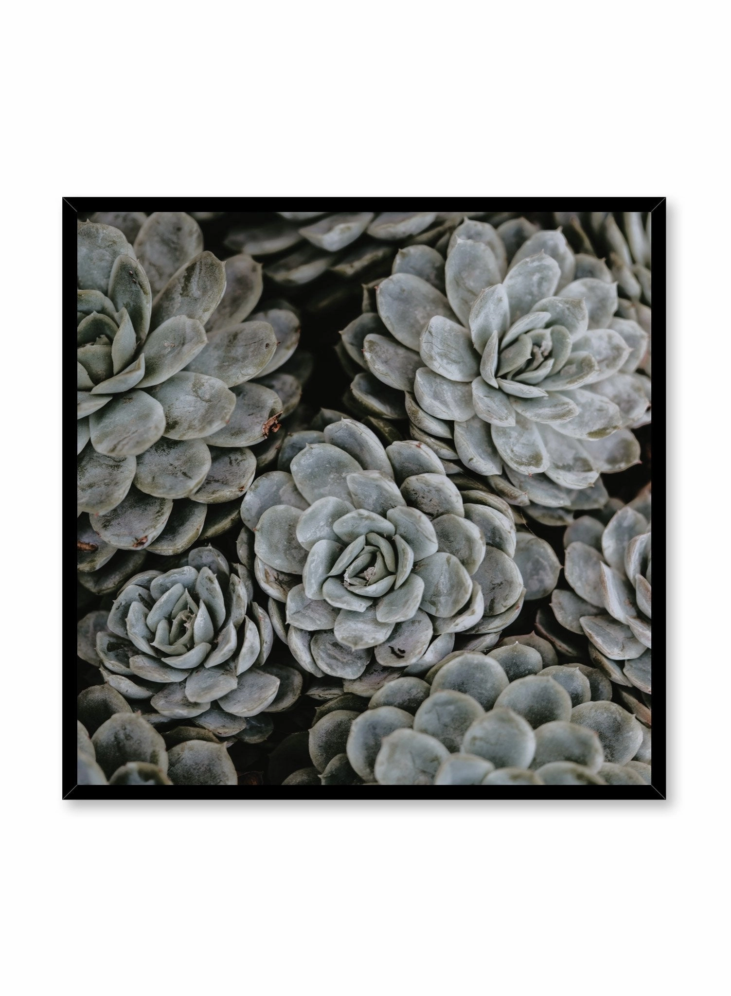 Group of Succulents, Poster