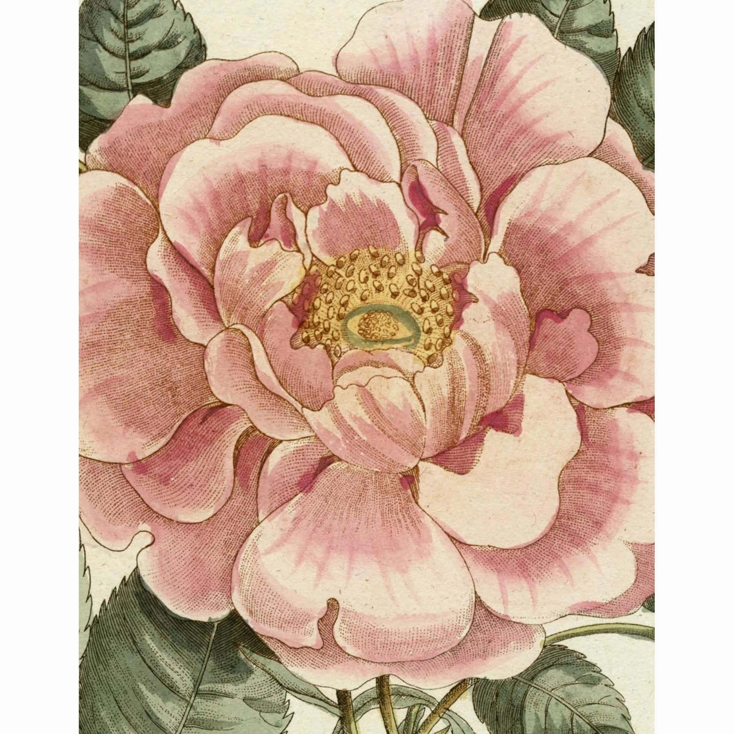John Derian Picture Bookhome decor ,wall decor 