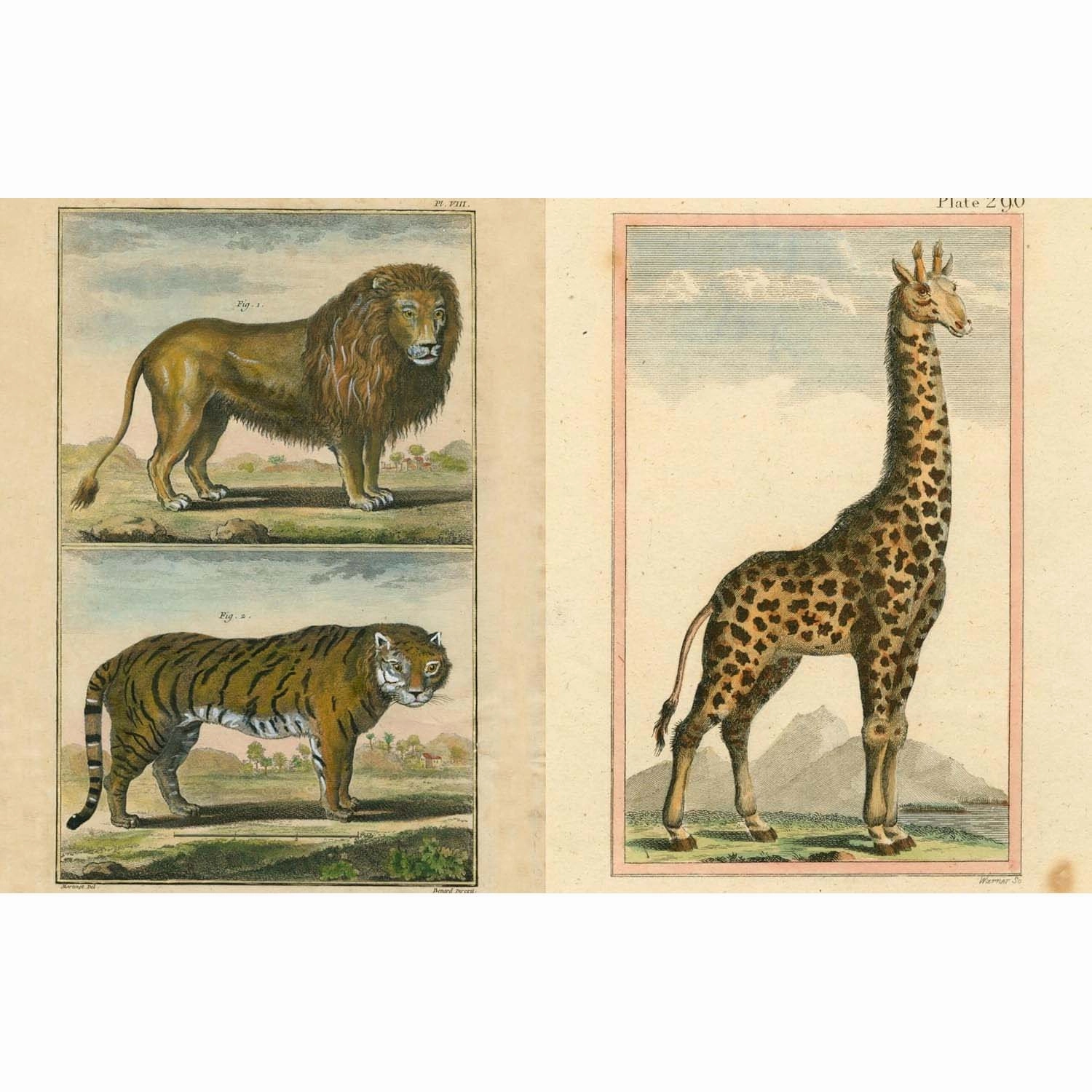John Derian Picture Book