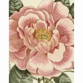 John Derian Picture Bookhome decor ,wall decor 