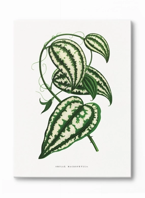 Large-leaf Greenbrier, Canvasindoor decorative canvas print