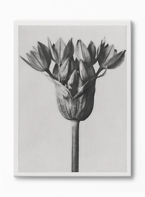 Moody Blossom, Canvasindoor decorative canvas print
