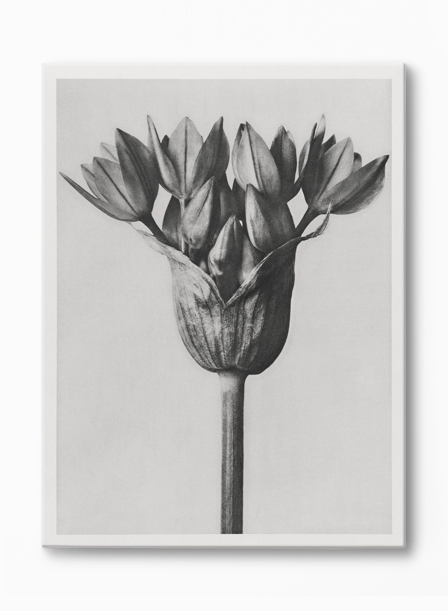 Moody Blossom, Canvasindoor decorative canvas print