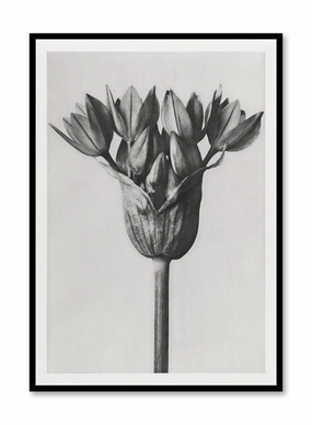 Moody Blossom, Posterpop culture themed posters