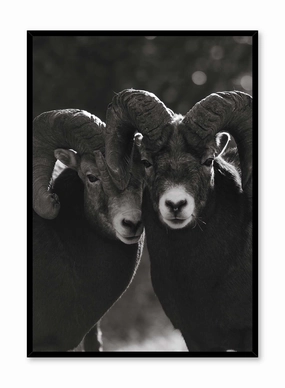 Mouflon Duo, Posterpop culture themed posters